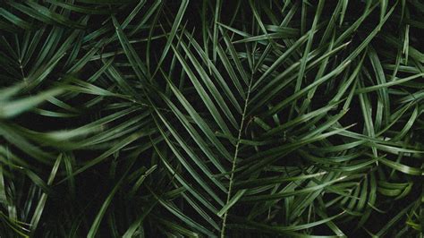 4k Palm Leaves Branches Wallpaper 3840x2160