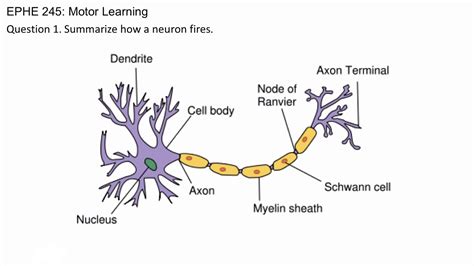 How A Neuron Fires Youtube