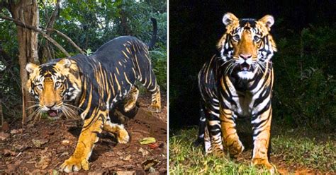 Incredible Rare Black Tiger Spotted In Odisha Photos Go Viral