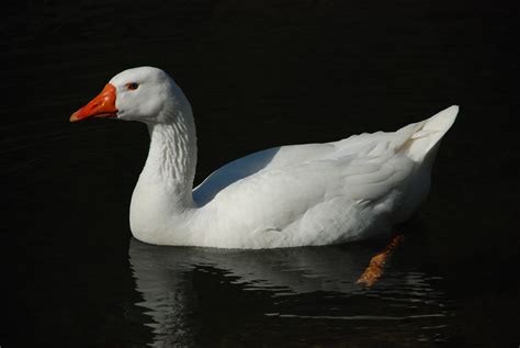 Filewhite Swan Goose