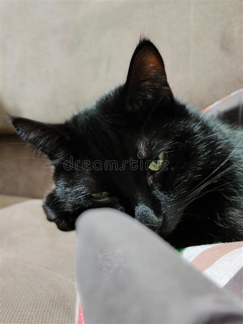 Close Up Of The Head Of A Sleeping Black Cat On The Litter Stock Photo