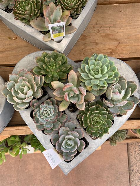 Trader Joes Heart Succulents Are The Perfect Way To Share The Love