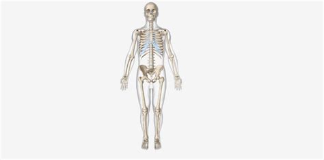 Interactive Guide To The Skeletal System Innerbody 47 Off