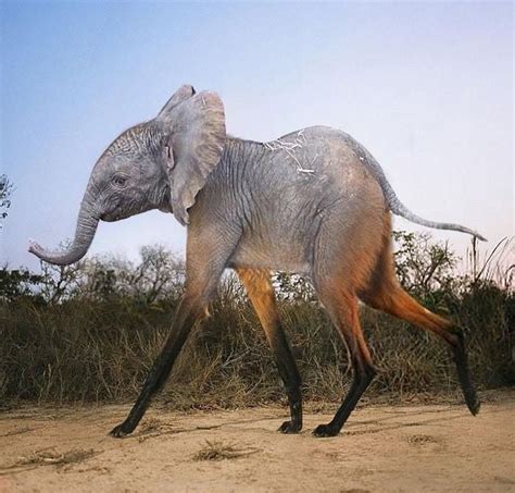 20 Times Animals Turned Into Strange Hybrid Creatures In Photoshop