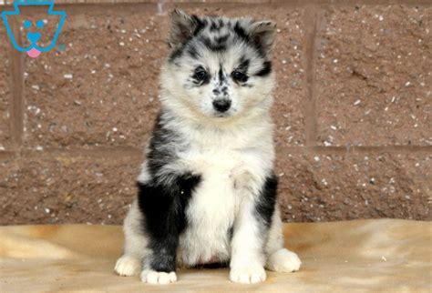 Pomsky pups for sale, spokane valley, washington. Iris | Pomsky Puppy For Sale | Keystone Puppies