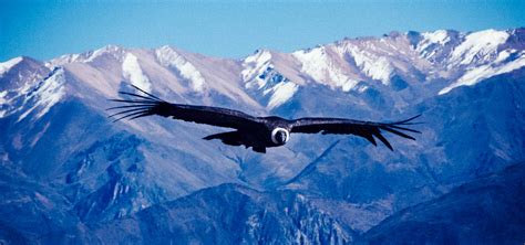 Cruz Del Condor Viewpoint See The Andean Condor Flying Sidecar Photo