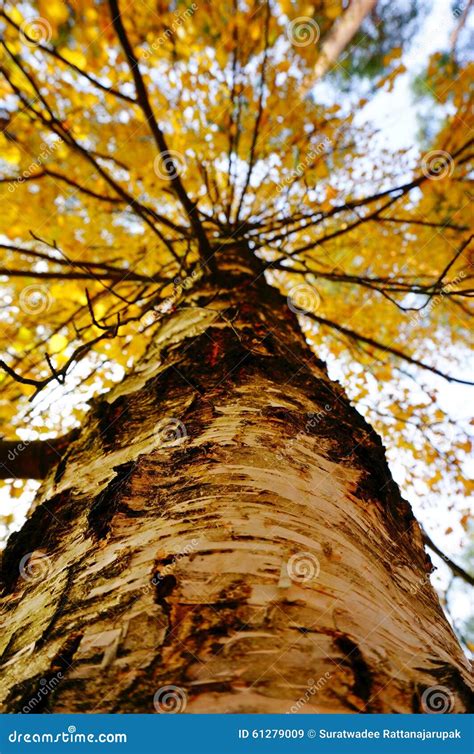 Tall Tree And Yellow Leaves In Autumn Stock Image Image Of Tall Tree 61279009
