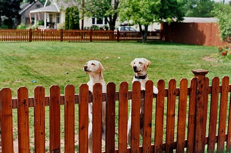 Backyard Fencing How To Pick The Right Fence For Keeping Things In Or Out