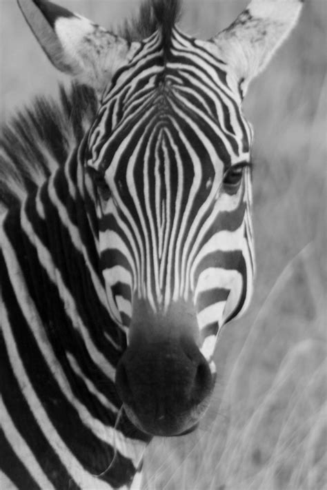 Zebra Free Stock Photo Public Domain Pictures