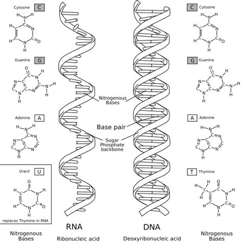 Dna Vs Rna Difference And Comparison Diffen