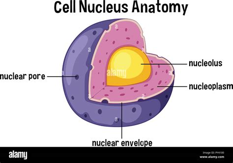 Schéma De Lanatomie Du Noyau Cellulaire Illustration Image Vectorielle