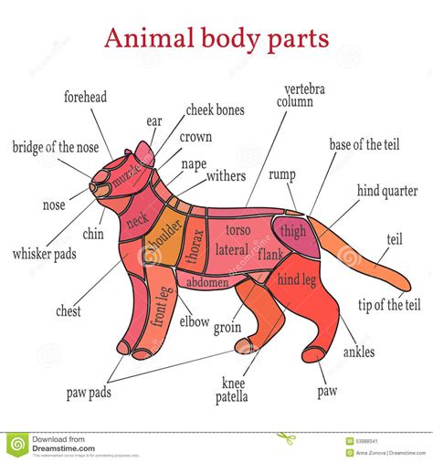 Partes Del Cuerpo Animales Ilustración Del Vector Ilustración De Cola