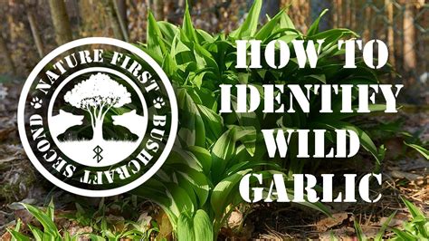 Wild Garlic Identification Foraging And Use Wild Edibles In