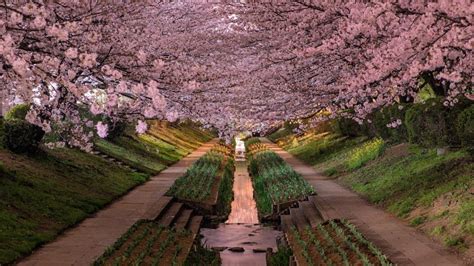 Japan Cherry Blossom Backiee