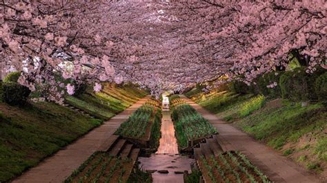Cherry blossom, cherry blossoms, japan, tokyo 4k wallpaper resolution: Japan cherry blossom 4K UltraHD wallpaper - backiee