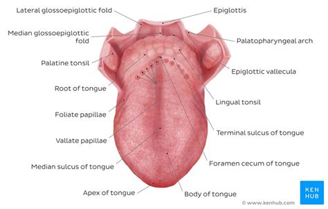Major Functions Of Tongue