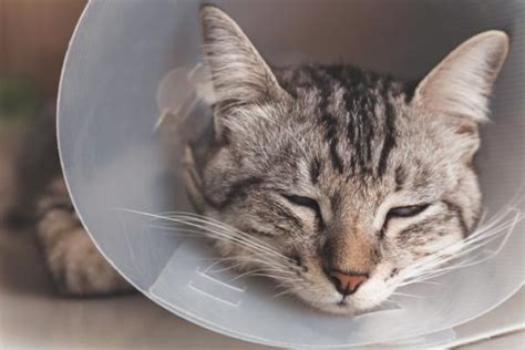Fibrosarcoma In Cats Causes Symptoms And Treatment