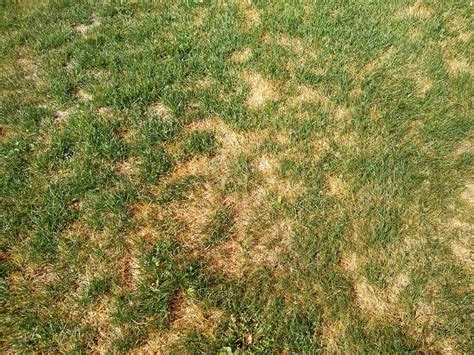 Diagnosing Dead Spots In Lawn 645884 Ask Extension