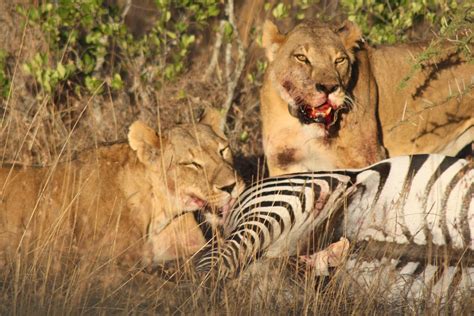 Lions Eating A Zebra At Sosian Laikipia Kenya Wild Dogs Zebras