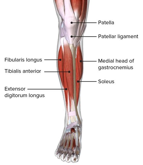 Muscles Of The Lower Leg Diagram Muscles Of The Lower Leg Diagram Leg