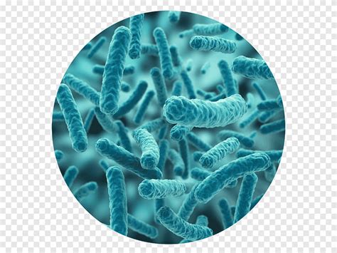 Lactobacillus Acidophilus Microscope