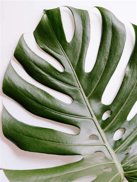 Ever wondered if you can propagate monstera deliciosa (swiss cheese plant) and make a cheeky new plant? How to Propagate Monstera Deliciosa - realestate.com.au