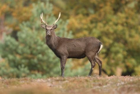 Sika Deer Buck In Rut Stock Photo Download Image Now Istock