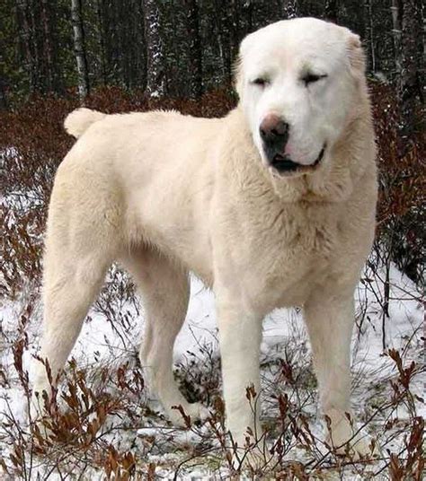 Central Asian Shepherd Dog I Love This Dog Huge Dogs Dogs Alabai Dog