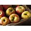 Honeycrisp Apple Information Learn About Growing Apples