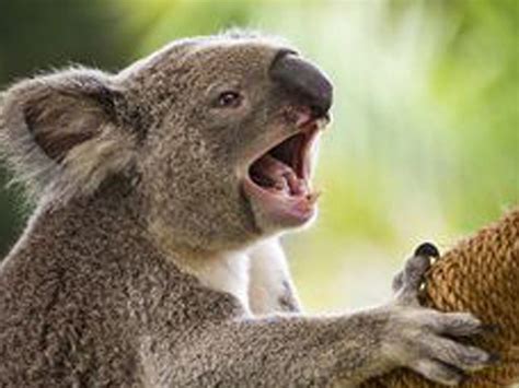 Interesting Facts Australian Koala Foundation