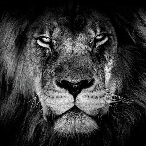 Lion Portrait Photograph By Minimalist Design Pixels