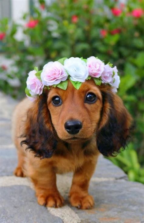A Beautiful Dachshund Dog With Flowers Cute Puppies Cute Animals