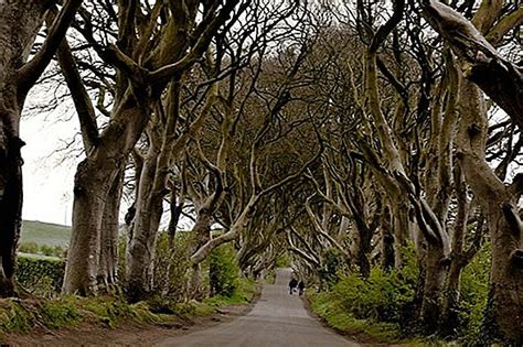 The Dark Hedges Of North Ireland Tipy Na Návštevu A čo Potrebujete