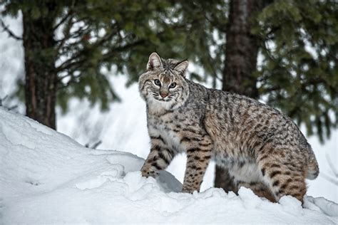 419,261 likes · 3,834 talking about this. Winter Bobcat