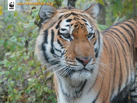 Tiger The Animal Kingdom Photo 2200318 Fanpop