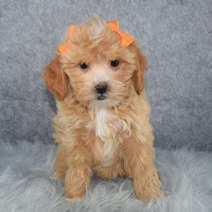 The biggest little pet shop. Female Teddypoo Puppy For Sale Tilly | Puppies For Sale in PA NY CT MA