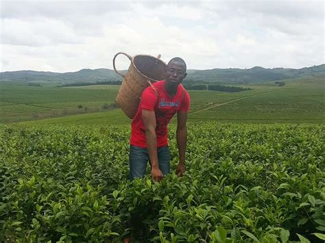 Nigeria Nigerian Teas Tea Producing Regions Of Nigeria Ratetea