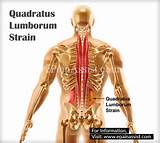 Quadratus Lumborum Muscle Strengthening