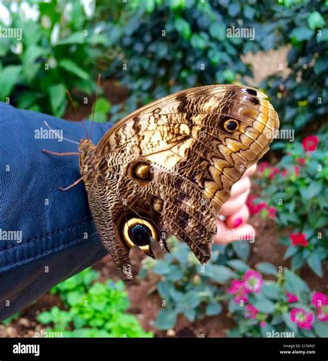 A Huge Owl Butterfly Resting On My Arm Stock Photo Alamy