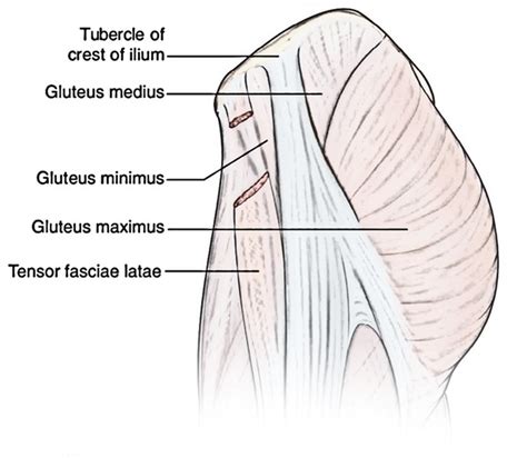 Muscles Of The Gluteal Region Earths Lab