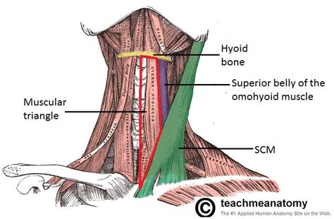 Muscular Triangle Anatomy Anatomy Human Anatomy Muscle
