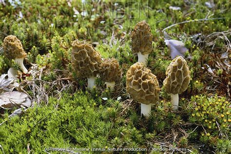 Minden Pictures - Yellow Morel (Morchella esculenta) fruiting in moss - Masana Izawa/ Nature ...