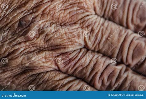 Close Up Shot Of The Wrinkled Senior Skin People Stock Photo Image Of