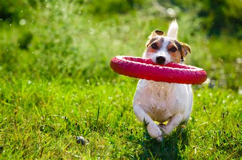 Happy Dog Playing With Toy Ring Canine Brands