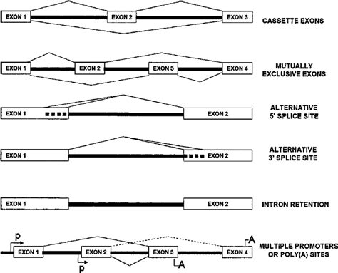 major types of alternative splicing as the cassette exon is either download scientific