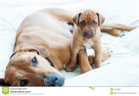 Rhodesian Ridgeback Puppy With Its Mom Stock Photo Image