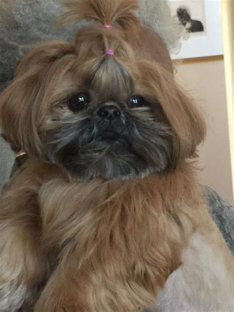 My Red Shih Tzu Ruby At 4 Years Old Shih Tzu Shih Tzu Puppy Shih