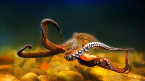 Free Download Octopus Sealife Underwater Ocean Sea Wallpaper 1920x1080