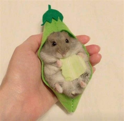 Animals Tumblr In 2020 Funny Hamsters Cute Baby Animals Cute Hamsters