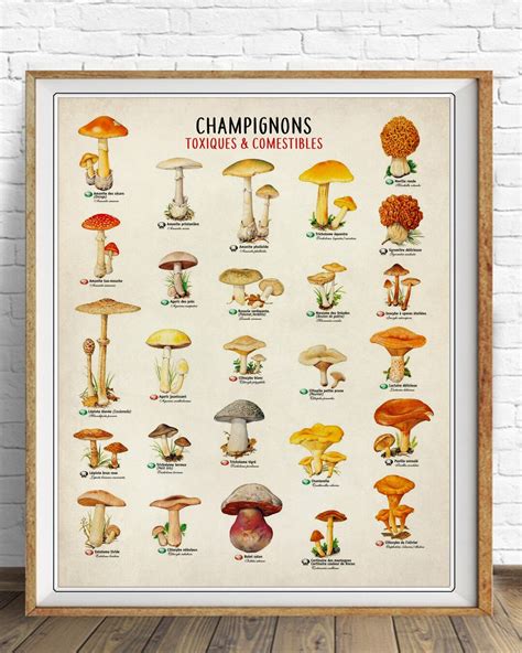 Vintage Mushroom Poster French Mushroom Print Botanical Print